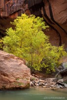 cottonwood, tree, zion